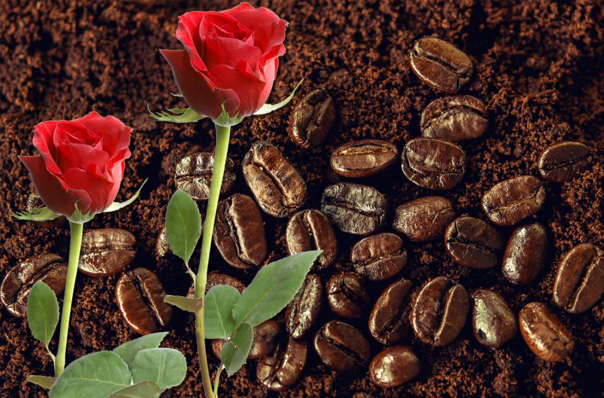 How to use Coffee Grounds for Roses? (Is it good for roses?) 