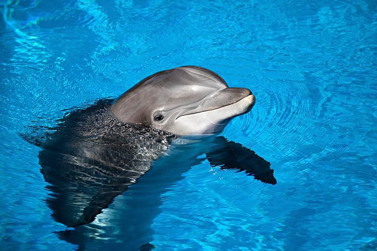Você sabia que os golfinhos são os animais com a memória mais longa? · Alto  Astral