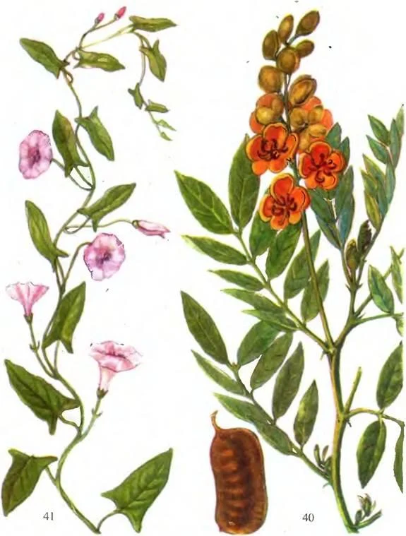 D:\0 wd yedek\acr yedek\1 film indirme\sovremennaya_fitoterapiya_dosyalar\image143.jpg