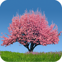 Spring Trees Live Wallpaper apk