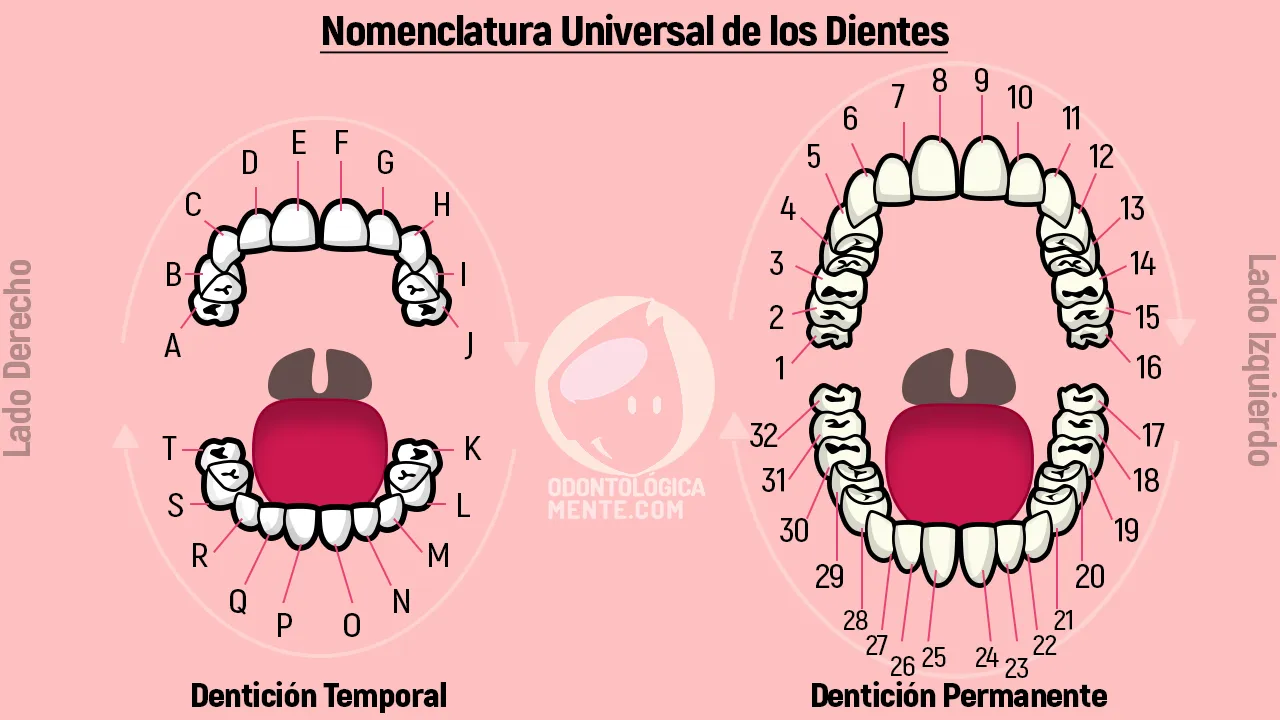esquema dental