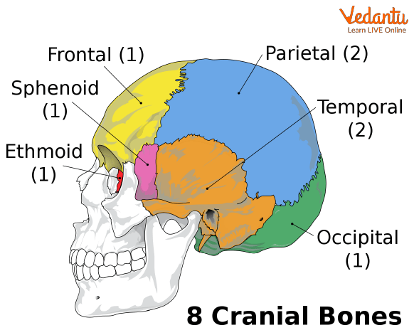  Eight Cranial Bones of the Brain.