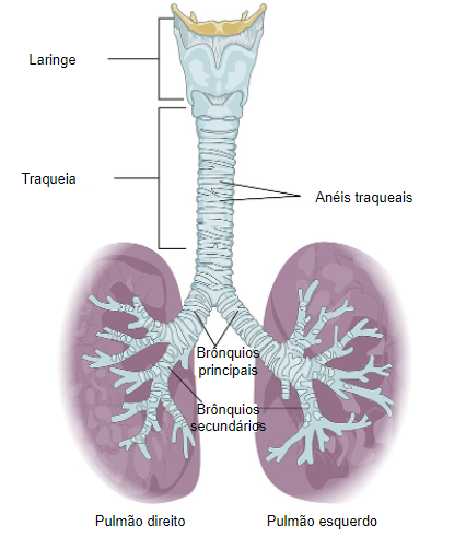 Sistema respiratório: brônquios e traqueia