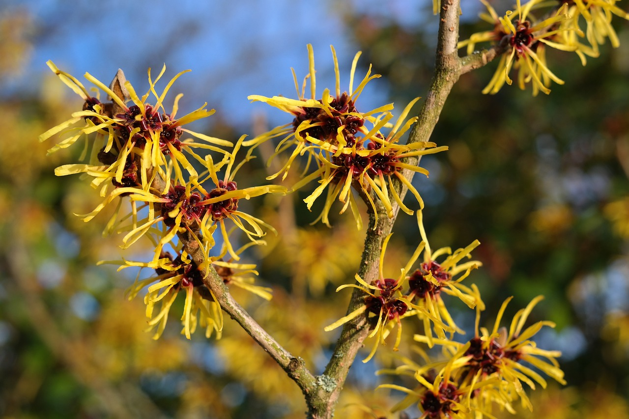 Witch hazel: a natural wonder for your skin!