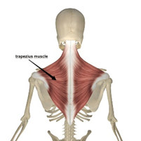 Barbell Snatch Muscles Worked trapezius