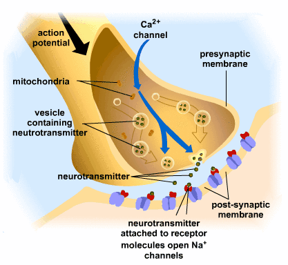 chemical synapse