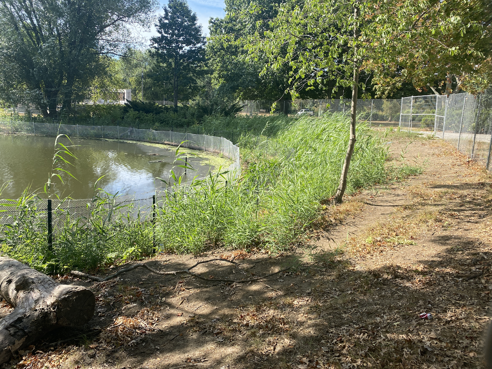 A pond with trees and a fence

Description automatically generated