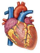 Gross Anatomy Of The Human Heart Poster