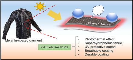 Superhydrophobic natural melanin-coated cotton with excellent UV protection  and personal thermal management functionality - ScienceDirect