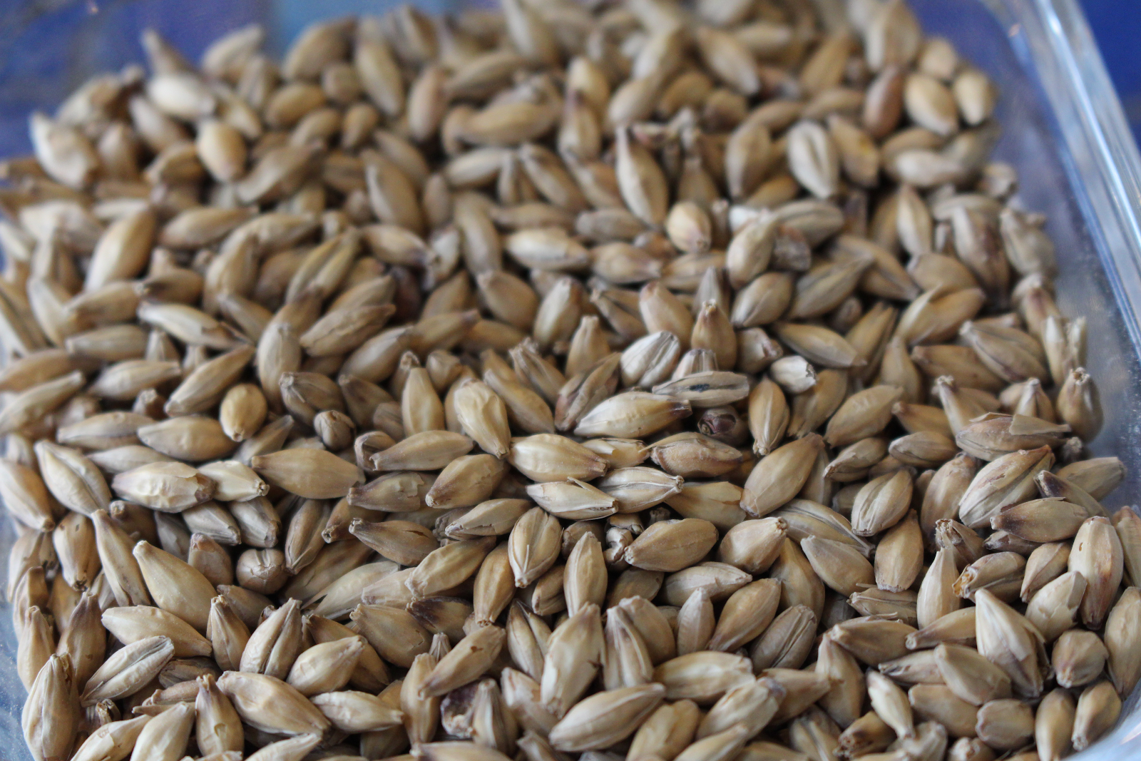 麦芽とは ビールメーカーが解説する 麦芽 モルト Malt の基礎知識 よなよなエール公式ウェブサイト よなよなの里