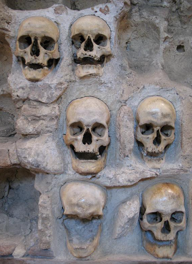 A group of skulls

Description automatically generated with low confidence