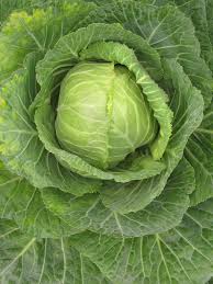 Image result for Cabbage