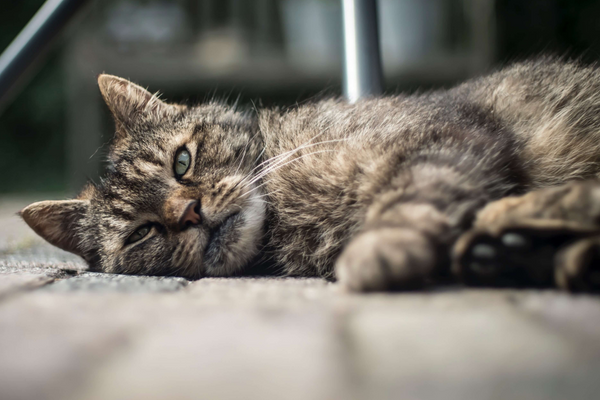 Cat gets diarrhea from wet cheap food