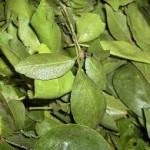 Beal Leaf