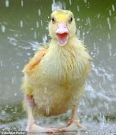 It&#39;s quacktastic #duck #rain