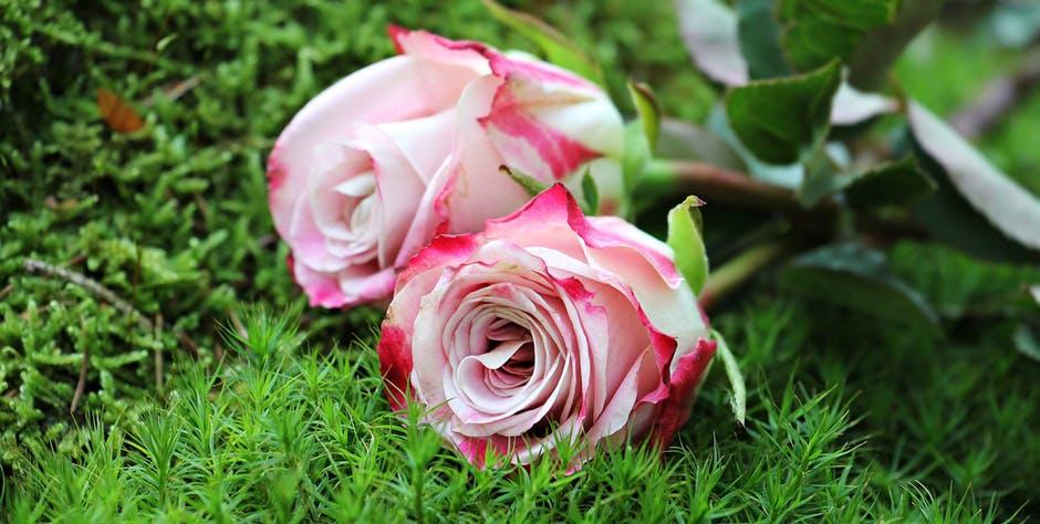 C:\Users\Sant 1\Desktop\Rose.jpeg