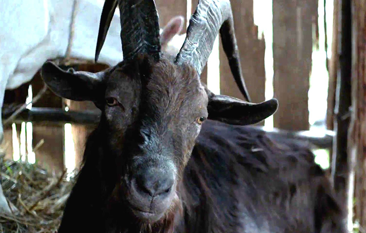 black phillip the witch