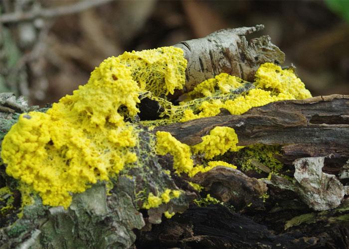 And Now for Something a Little Different - Slime Molds | Field Station