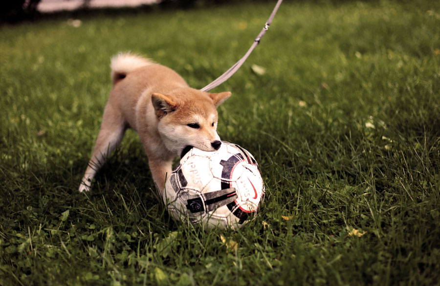 Perro jugando con la pelota en el Parque El Virrey de Bogotá