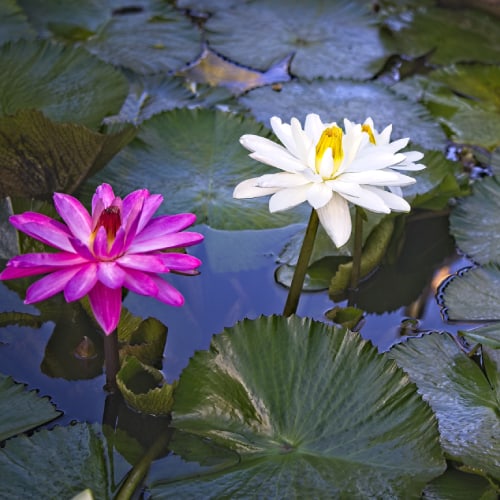Water lilies in a pond