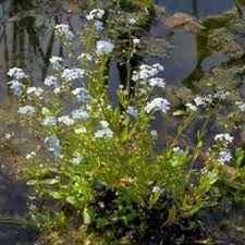 water forget-me-not