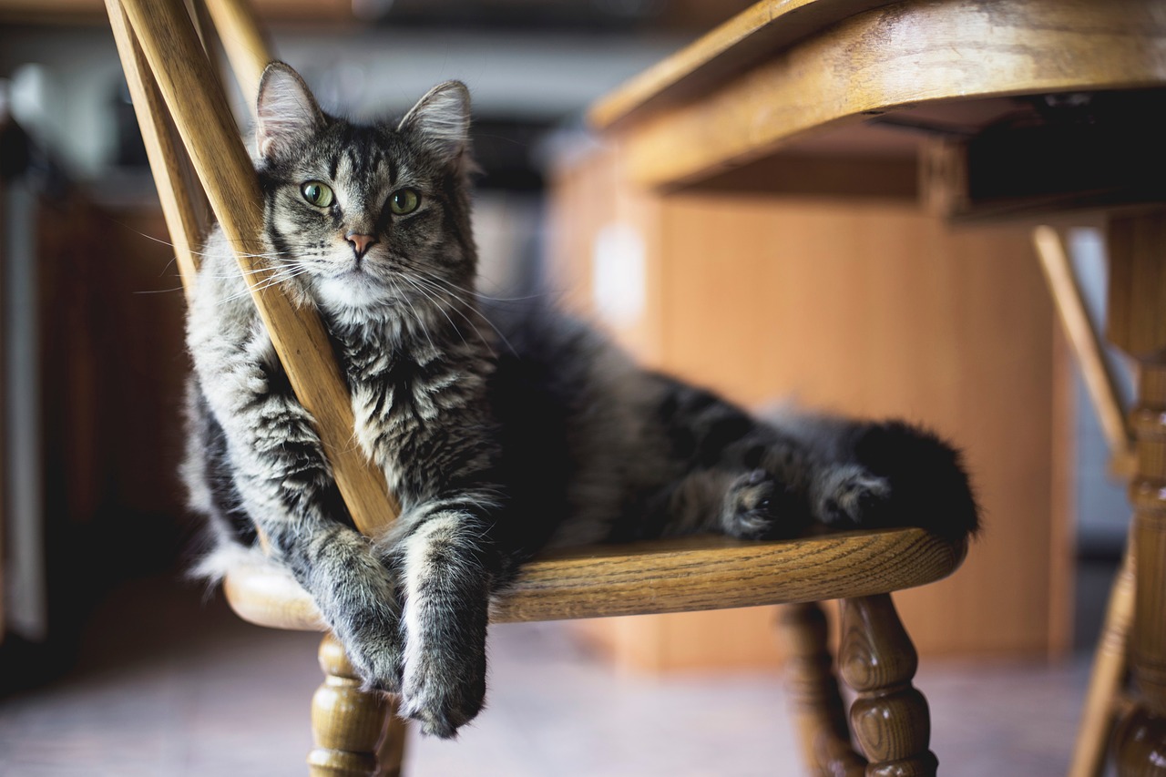 cat-kitchen.jpg