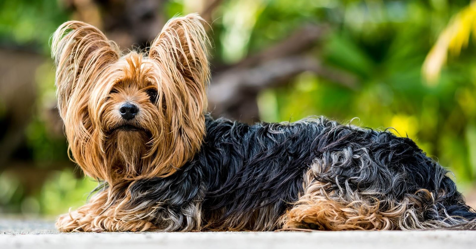Are Yorkies Born With Tails? 