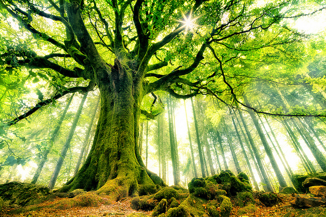 wpid-arbol-precioso.jpg