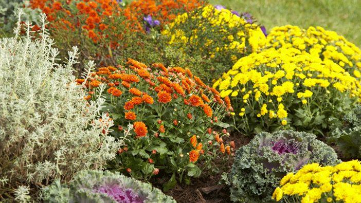 Best Fall-Blooming Annuals and Perennials