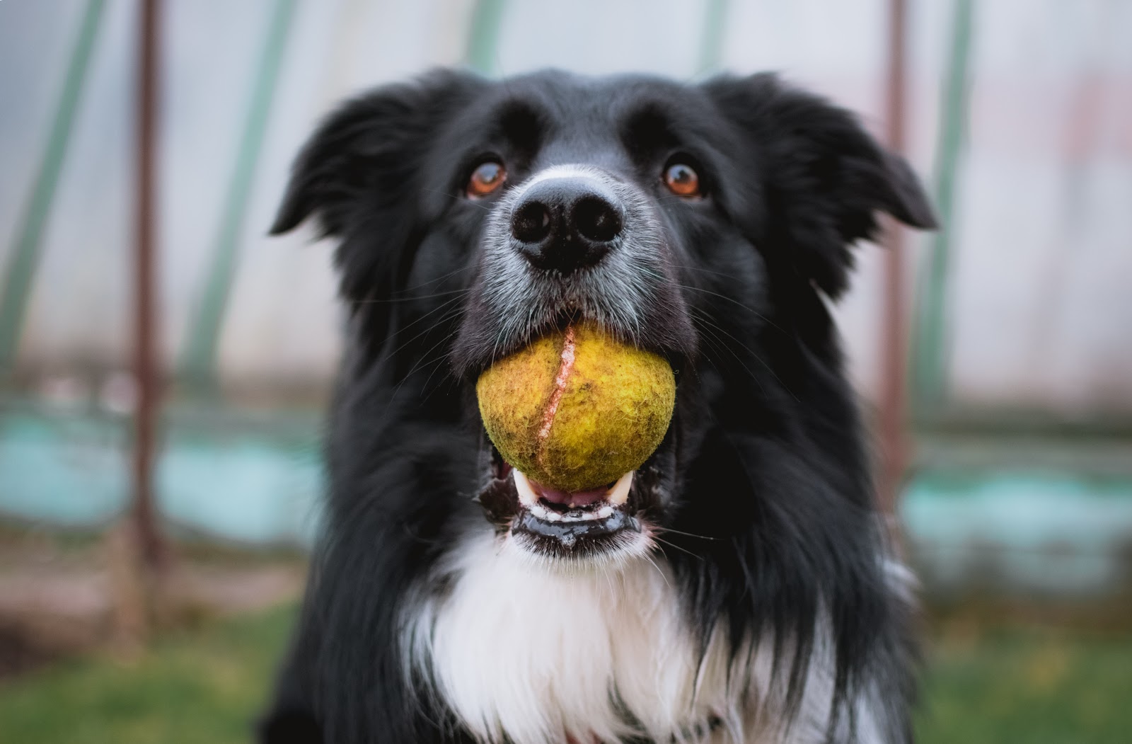 A Border Collie is known for being smart and loyal.