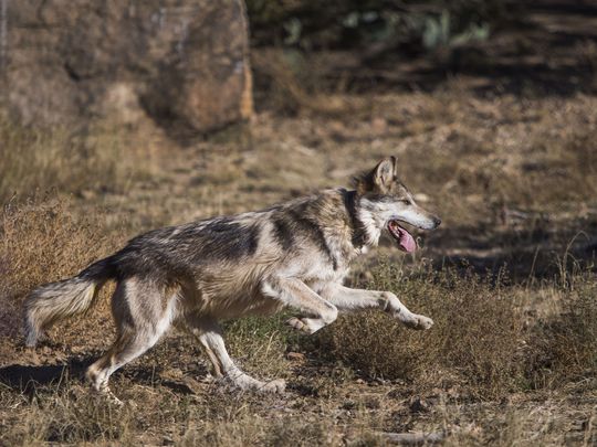 A male Mexican gray wolf tries to elude capture inside