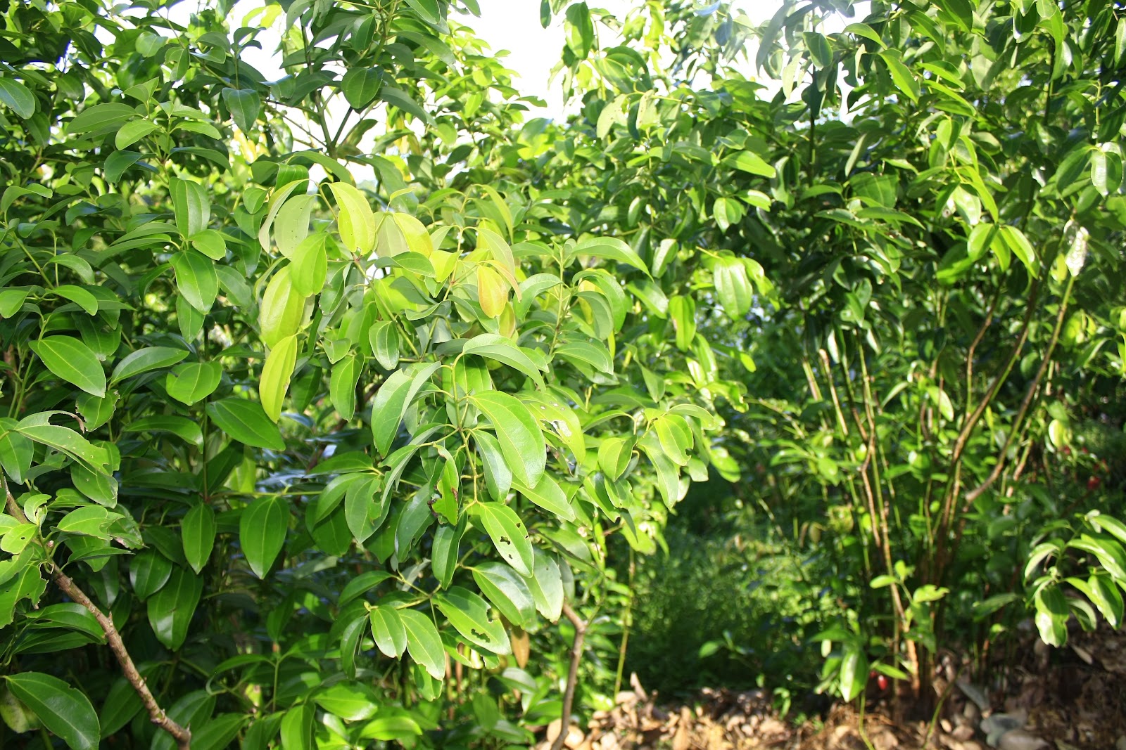 200+ Cinnamon Seeds( Cinnamomum Zeylanicum = Verum