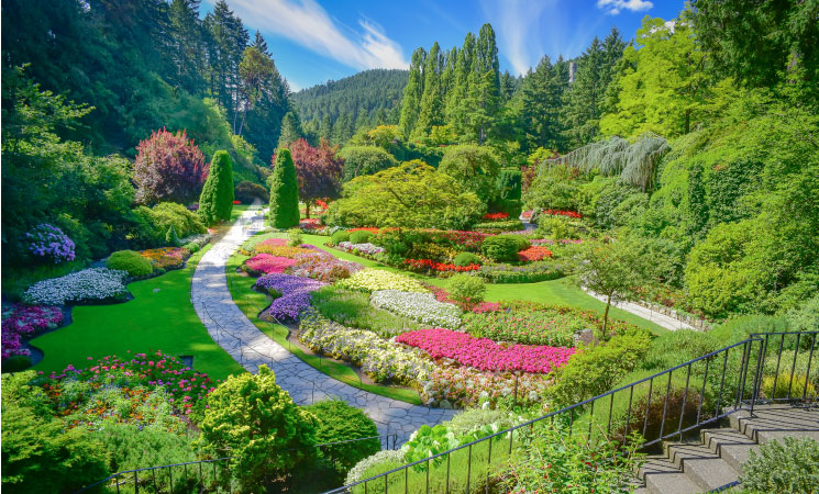 Flowers bloom in vibrant colours at The Butchart Gardens in Vancouver, BC.