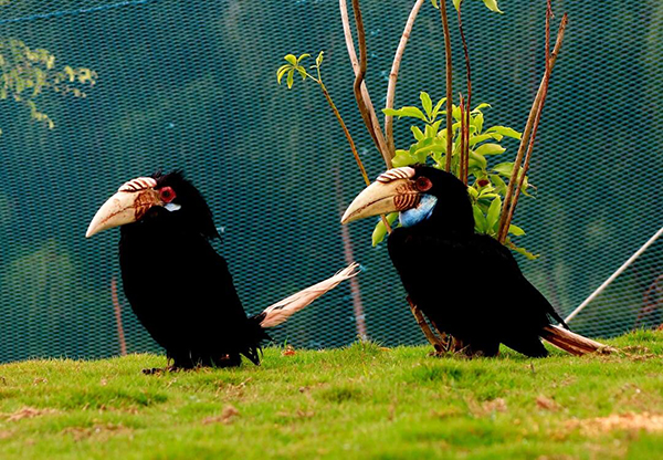 FLC Zoo Safari Park Quy Nhơn 02