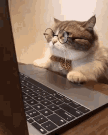 Cat in a bowtie and glasses squinting and leaning in towards a computer screen.