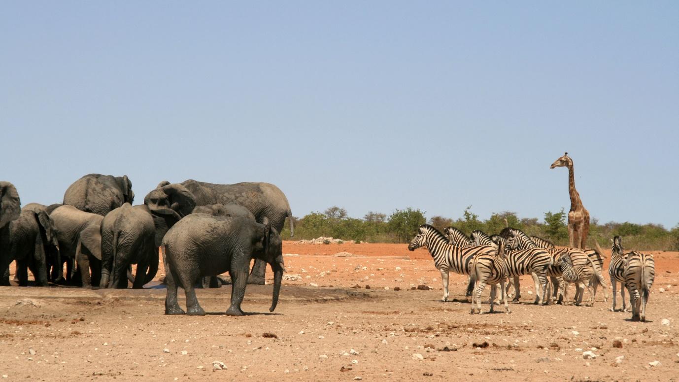 Safari in Namibia – Etosha, Caprivi and Sossusvlei ⋅ Natucate