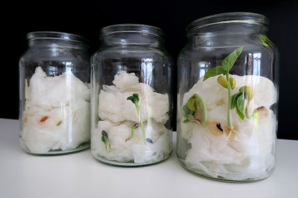 a bean germinating in a seed grow jar