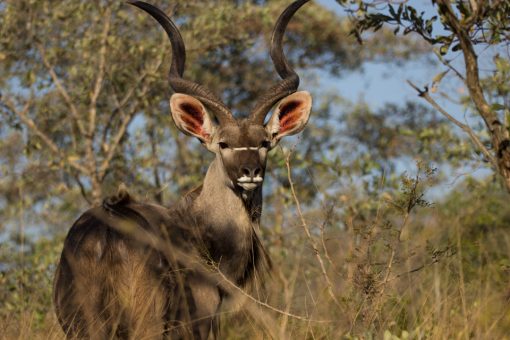 Animais da África do Sul - Macho kudu com os chifres em forma de saca rolhas. Tem um risco branco abaixo dos olhos e a parte interna das orelhas é rosa.