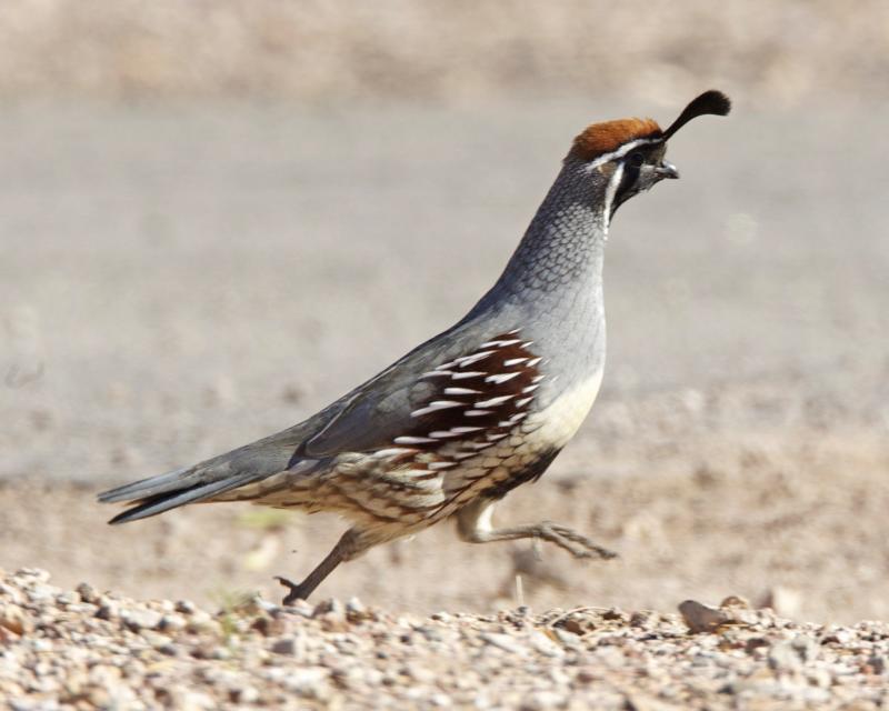 Gambel’s Quail