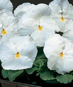 http://www.stokeseeds.com/uploads/product/53877/medium.jpg