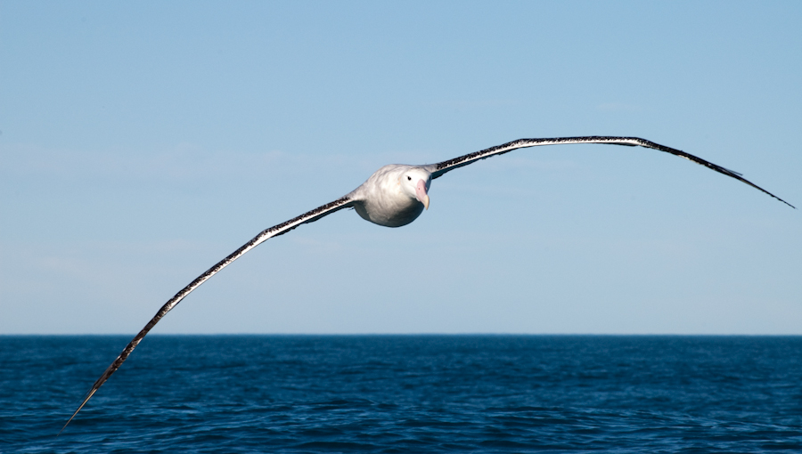 RÃ©sultat de recherche d'images pour "le grand albatros   albatros hurleur"