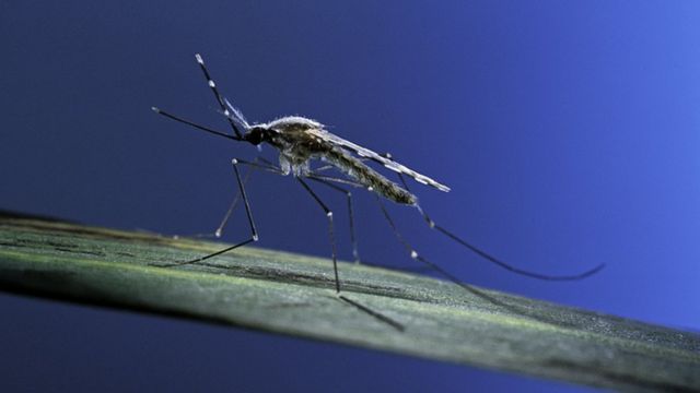 Mosquito que transporta la malaria.