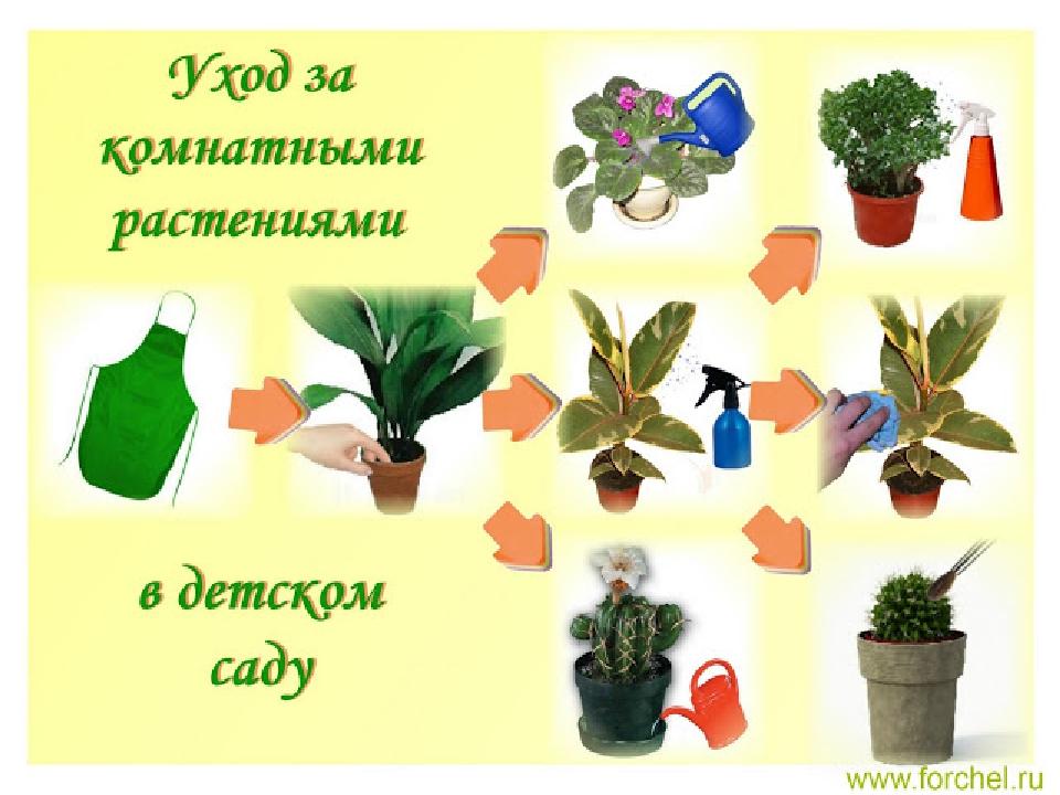 C:\Users\Katya\Downloads\уход за комнатными растениями.jpg