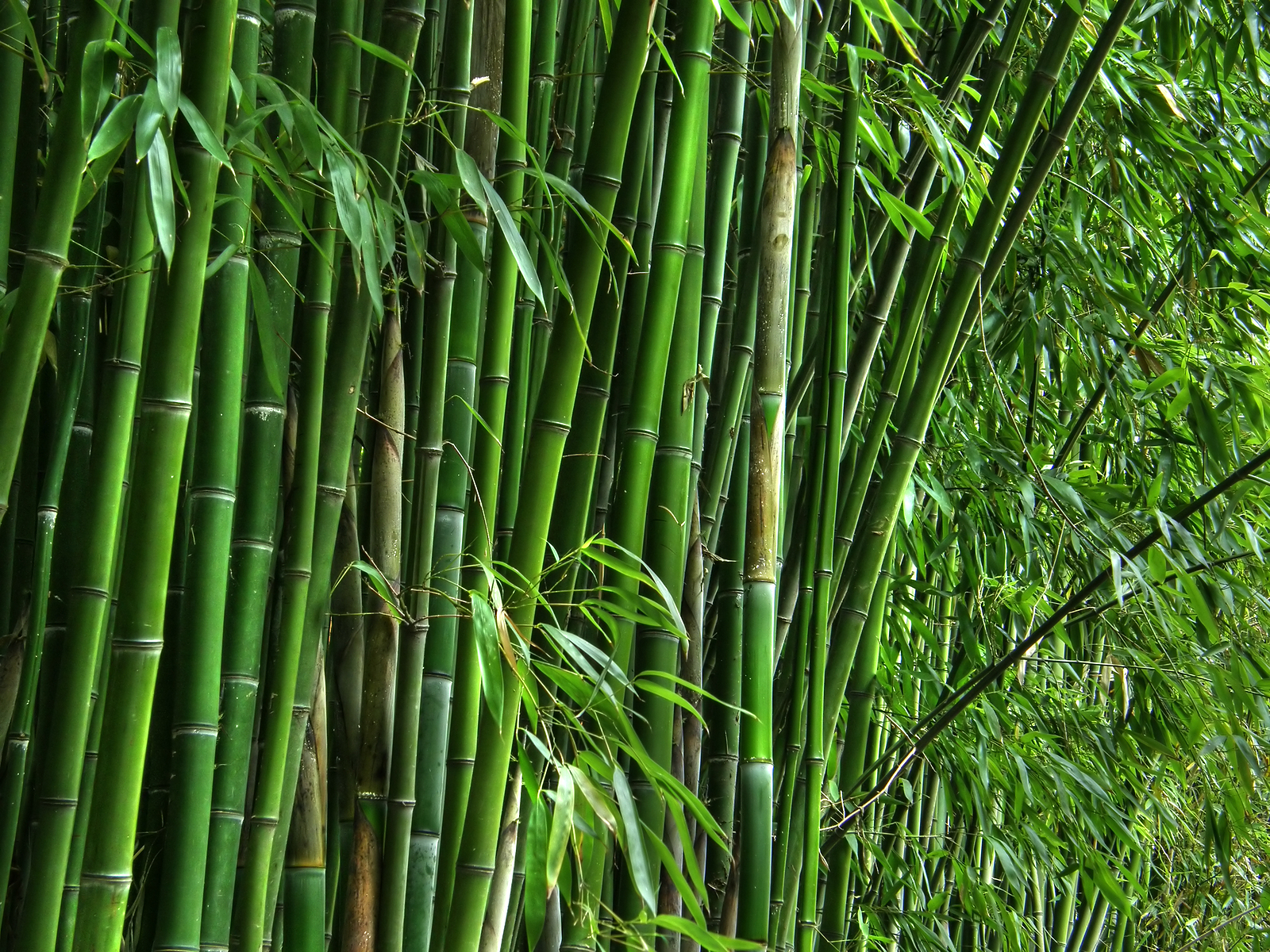 Glovimex bamboo