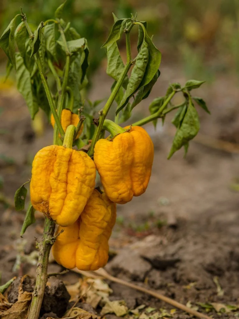 Fusarium Wilt