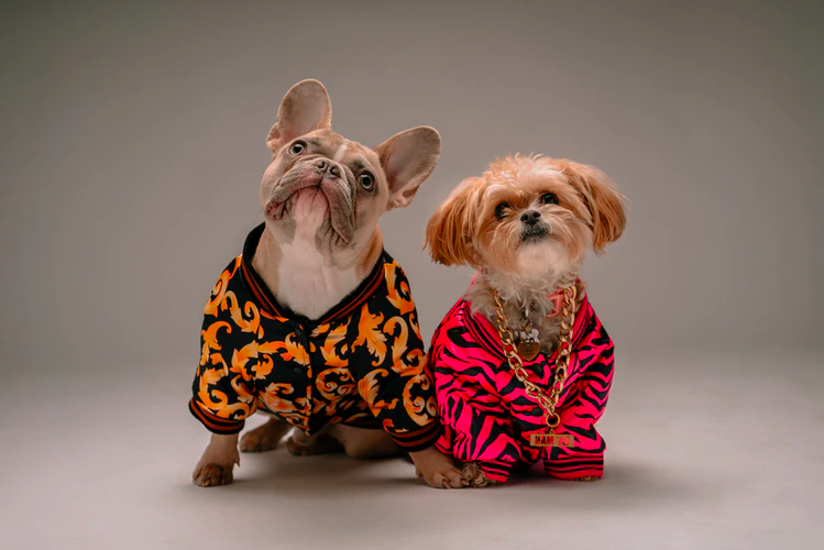 Two dogs wearing fabulous clothing