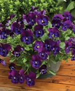 http://www.stokeseeds.com/uploads/product/56295/medium2363.jpg
