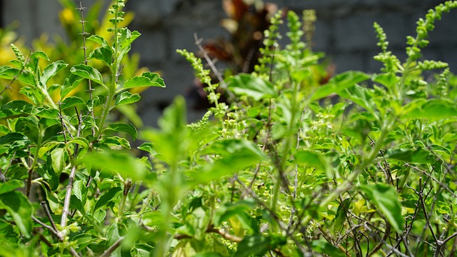basil