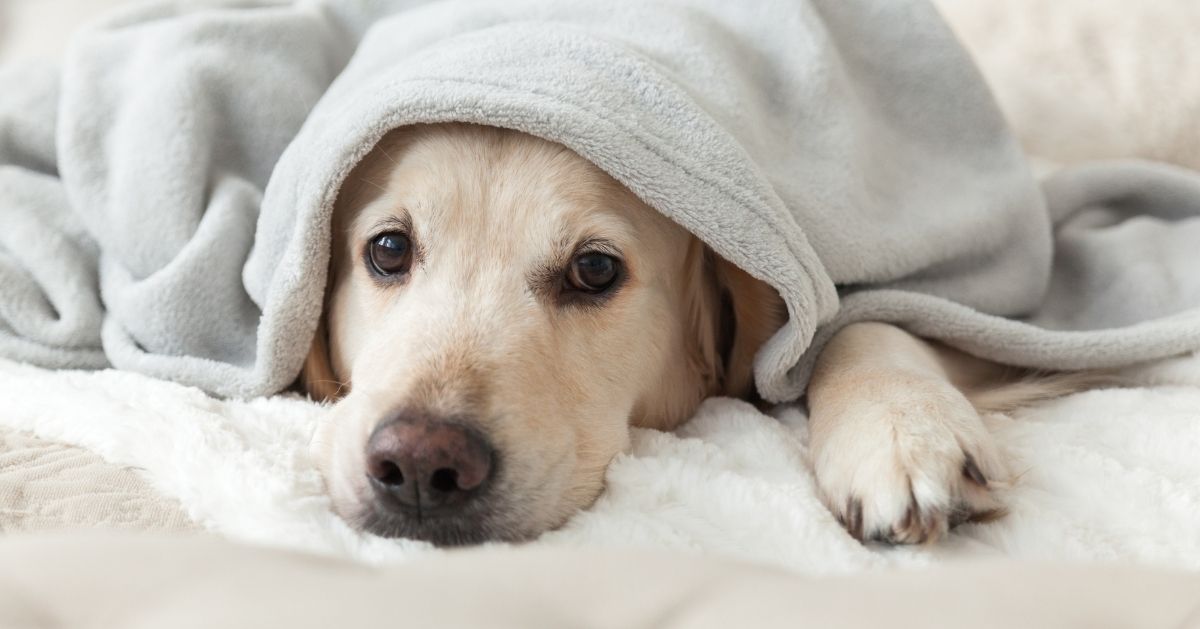 les chiens aiment dormir sur nos vêtements