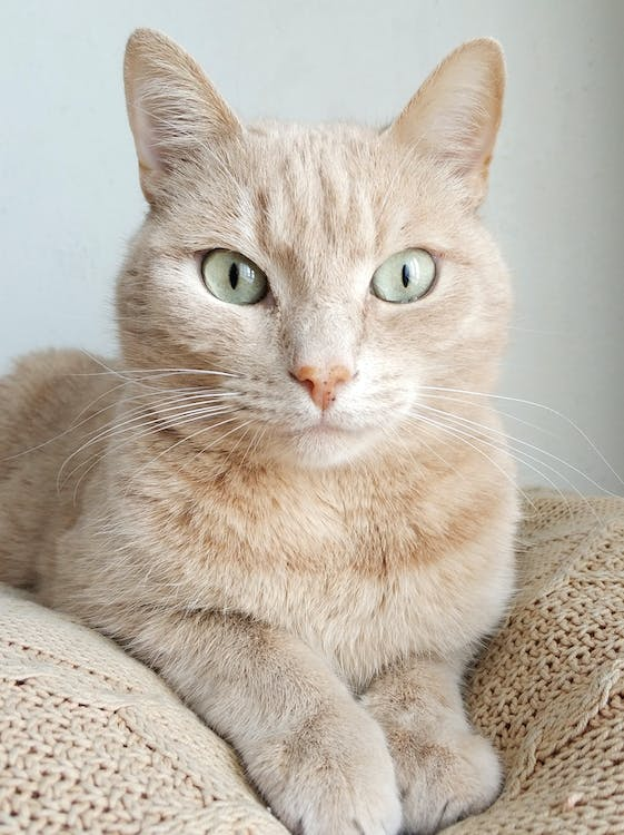 Cat pregnancy Calculator